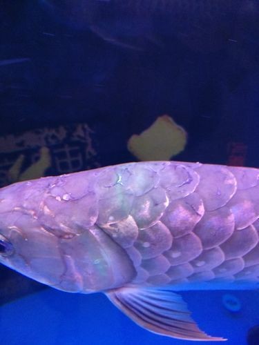 提供更多龍魚外寄癥狀圖【關于龍魚外寄癥狀的詳細解析】