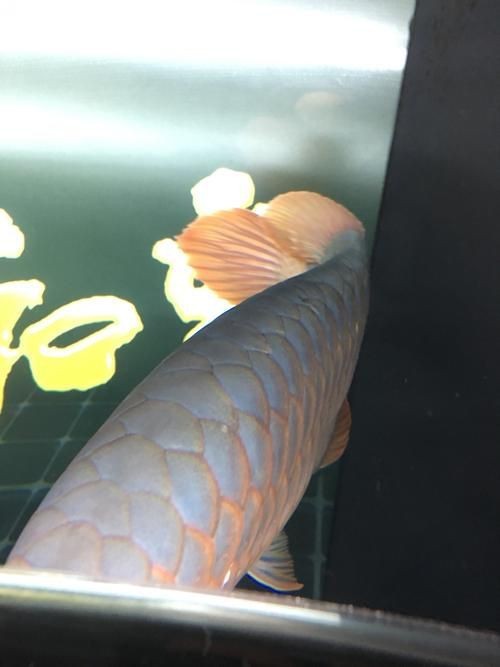 提供更多龍魚外寄癥狀圖【關于龍魚外寄癥狀的詳細解析】