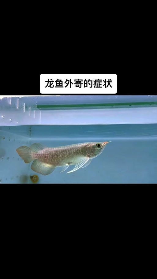 提供更多龍魚外寄癥狀圖【關于龍魚外寄癥狀的詳細解析】