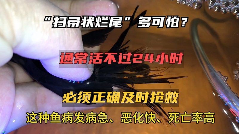 金龍魚爛尾多久會(huì)死？【金龍銀龍尾巴腐爛教你如何治療與預(yù)防燒尾問題】