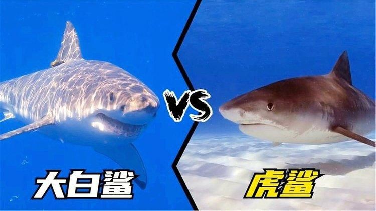 虎鯊和大白鯊的區別【全民小視頻，00:56虎鯊外表可愛，實則兇猛，攻擊人類次數驚人】