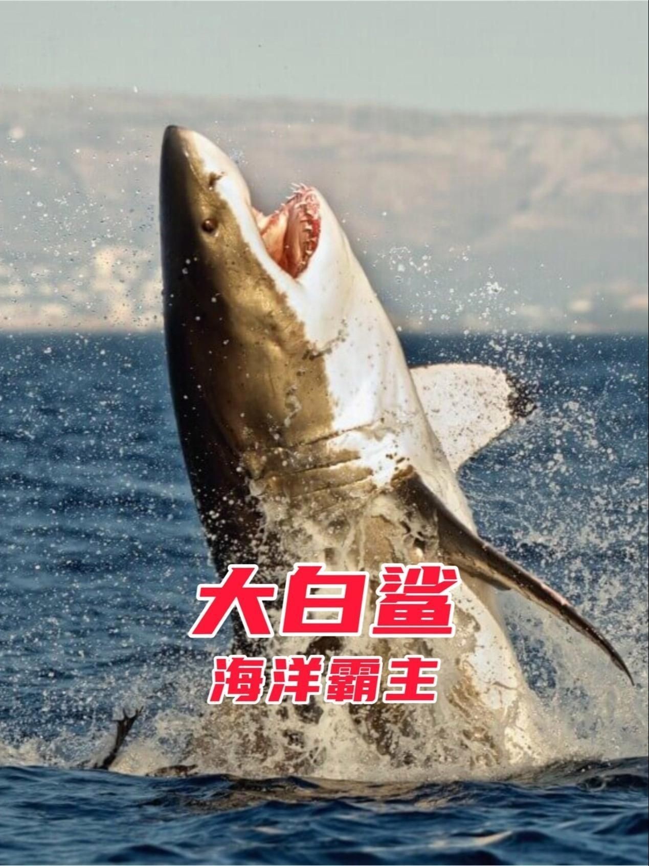 虎鯊和大白鯊的區別【全民小視頻，00:56虎鯊外表可愛，實則兇猛，攻擊人類次數驚人】