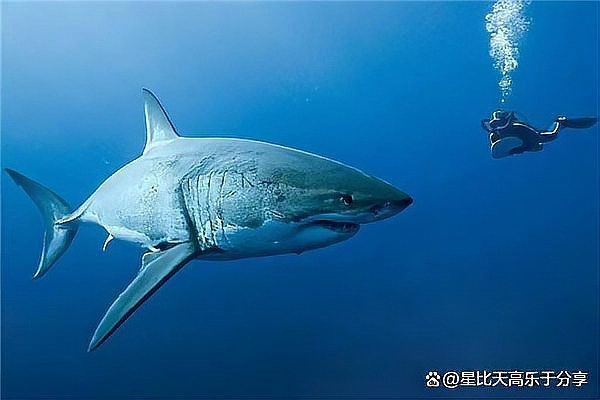 虎鯊和大白鯊的區別【全民小視頻，00:56虎鯊外表可愛，實則兇猛，攻擊人類次數驚人】