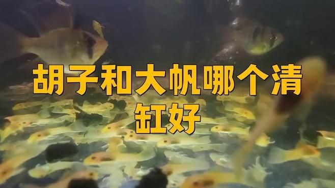 胡子和大帆哪個(gè)清缸好【莊戶人水族新手提問胡子和大帆哪個(gè)清缸更好】 胡子和大帆哪個(gè)清缸好【莊戶人水族新手提問胡子和大帆哪個(gè)清缸更好】 龍魚論壇 第6張
