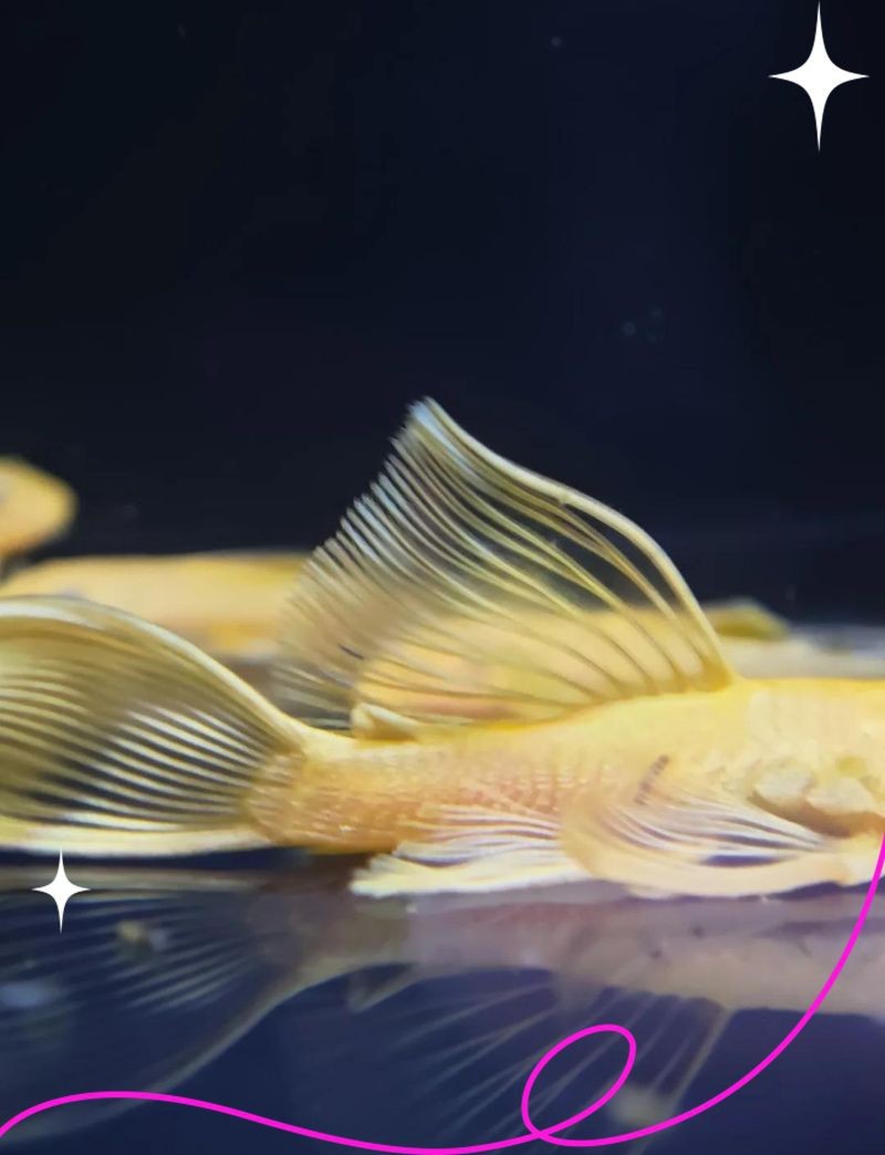 胡子和大帆哪個(gè)清缸好【莊戶人水族新手提問胡子和大帆哪個(gè)清缸更好】 胡子和大帆哪個(gè)清缸好【莊戶人水族新手提問胡子和大帆哪個(gè)清缸更好】 龍魚論壇 第4張