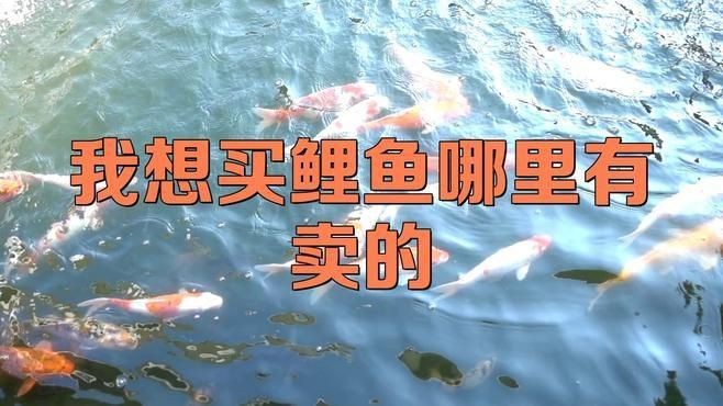 買魚去哪個平臺好【買觀賞魚哪個平臺好疆小援-防坑手冊】