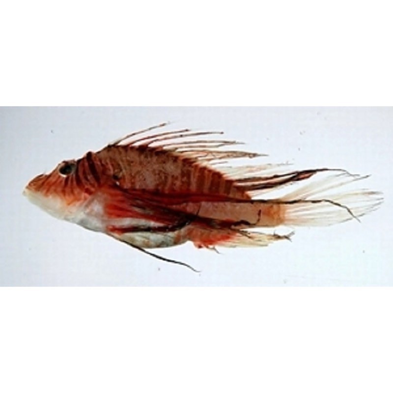 龍須貓魚(yú)有哪些天敵【龍須貓魚(yú)在自然界中面臨著來(lái)自多個(gè)物種的天敵威脅】
