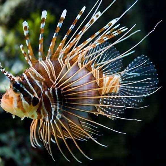 龍須貓魚(yú)有哪些天敵【龍須貓魚(yú)在自然界中面臨著來(lái)自多個(gè)物種的天敵威脅】