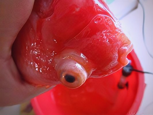 金魚魚眼睛有白膜突出【金魚的眼睛上有白膜是怎么回事】