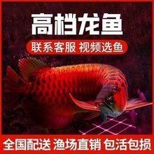 金頭過(guò)背金龍魚(yú)多少錢(qián)一條啊【金頭過(guò)背金龍魚(yú)價(jià)格】