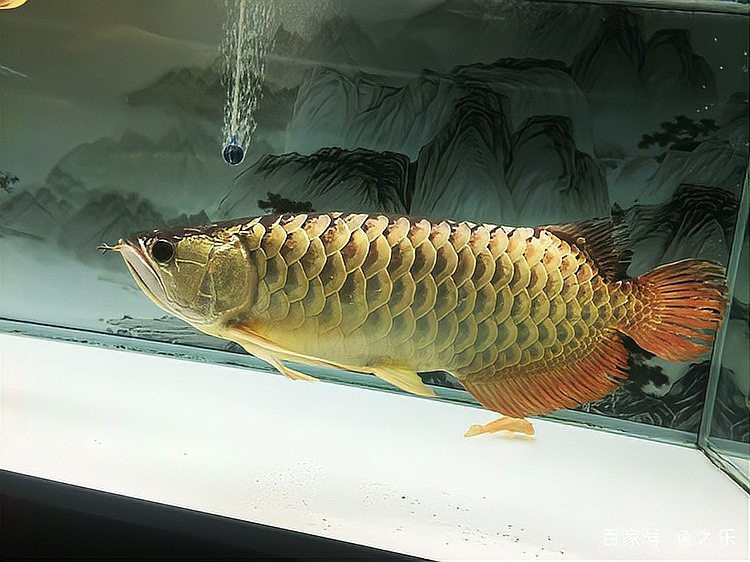 有哪些方法可以加速金龍魚的爬背？【加速金龍魚爬背的方法，五招讓你不再折騰wander-henry】