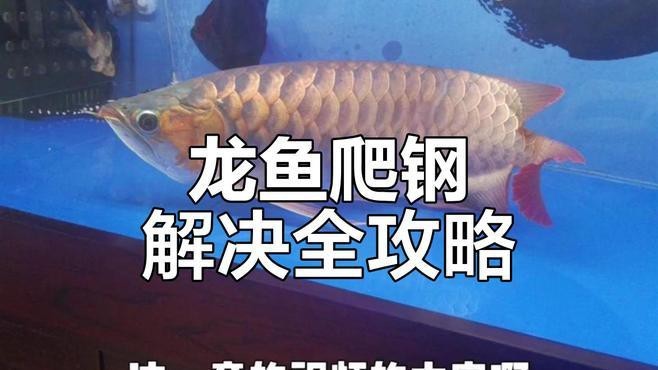 有哪些方法可以加速金龍魚的爬背？【加速金龍魚爬背的方法，五招讓你不再折騰wander-henry】
