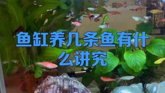 一個魚缸里混養幾種魚最合適？【靜怡慢時光魚缸養幾條魚有什么講究市井瞭望者一個魚缸里能混養幾種魚】