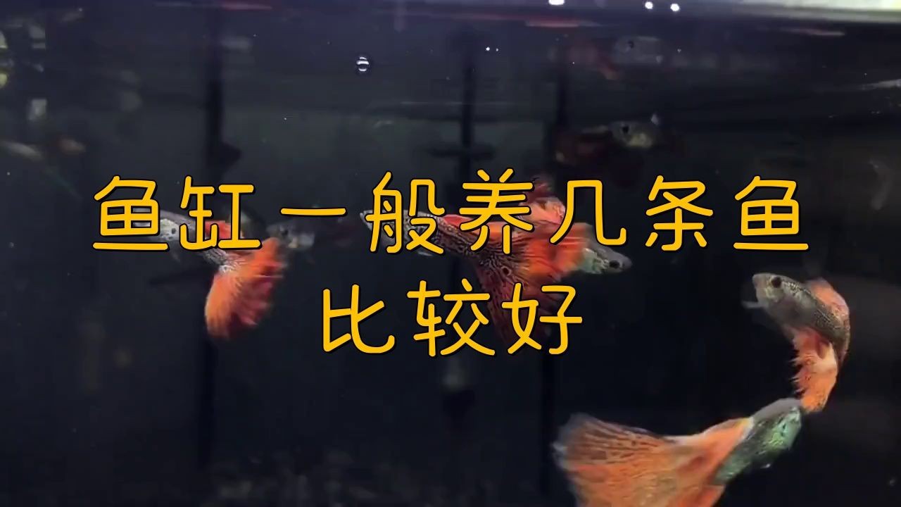 一個魚缸里混養幾種魚最合適？【靜怡慢時光魚缸養幾條魚有什么講究市井瞭望者一個魚缸里能混養幾種魚】