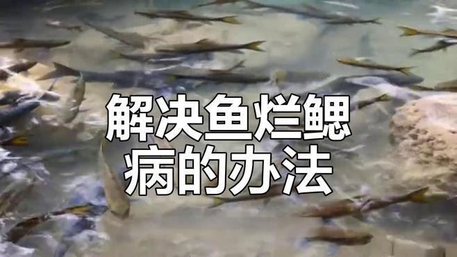 雷龍魚腹水能治愈嗎，如何判斷雷龍魚是否患有腹水？