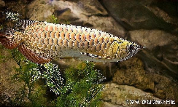 金龍魚(yú)水質(zhì)管理技巧【金龍魚(yú)水質(zhì)管理技巧有哪些金龍魚(yú)水質(zhì)管理技巧有哪些】