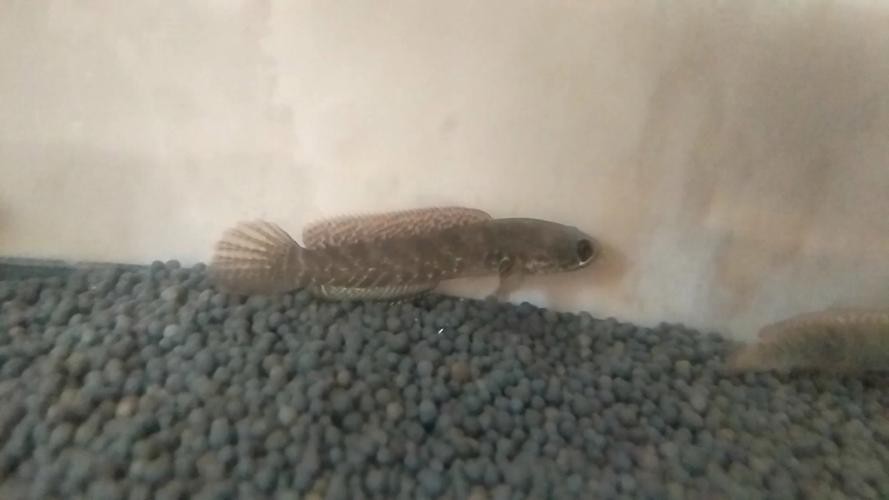 給我一張龍魚小魚苗的圖片【觀賞龍魚魚苗圖片】