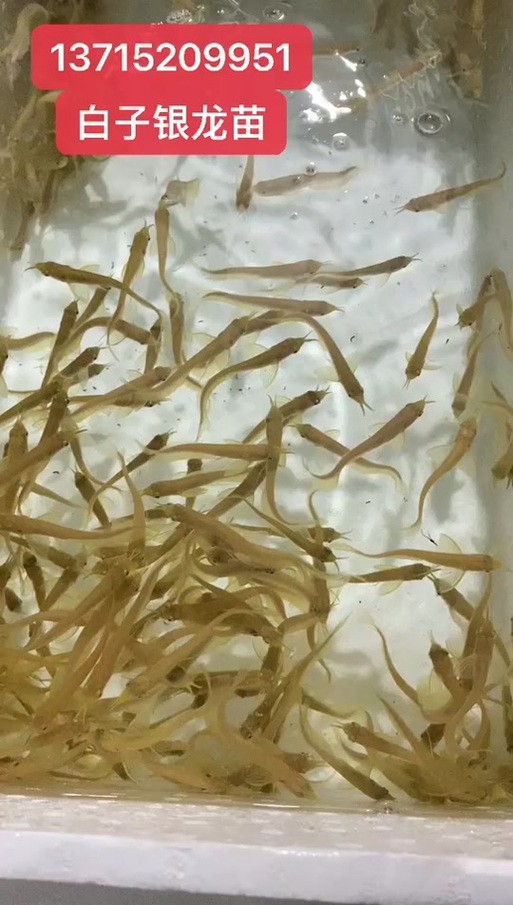 給我一張龍魚小魚苗的圖片【觀賞龍魚魚苗圖片】