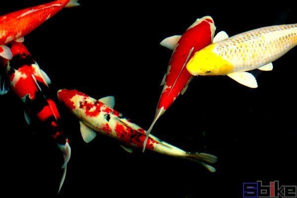 龍鳳魚【龍鳳魚和錦鯉有什么區別】