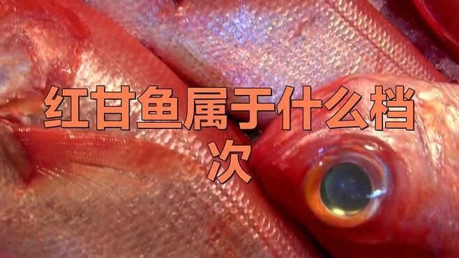 紅甘魚屬于什么檔次【日本刺身中的隱藏之寶紅甘魚多少錢一斤渝圈圈紅甘魚屬于什么檔次】
