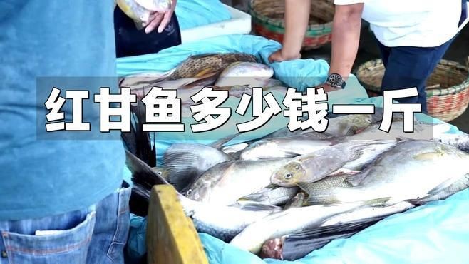 紅甘魚屬于什么檔次【日本刺身中的隱藏之寶紅甘魚多少錢一斤渝圈圈紅甘魚屬于什么檔次】