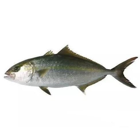 紅甘魚屬于什么檔次【日本刺身中的隱藏之寶紅甘魚多少錢一斤渝圈圈紅甘魚屬于什么檔次】