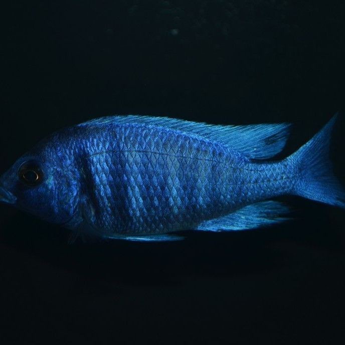藍寶石魚能長多大【藍寶石魚能長多大佩特汪不同品種對飼養條件的要求】