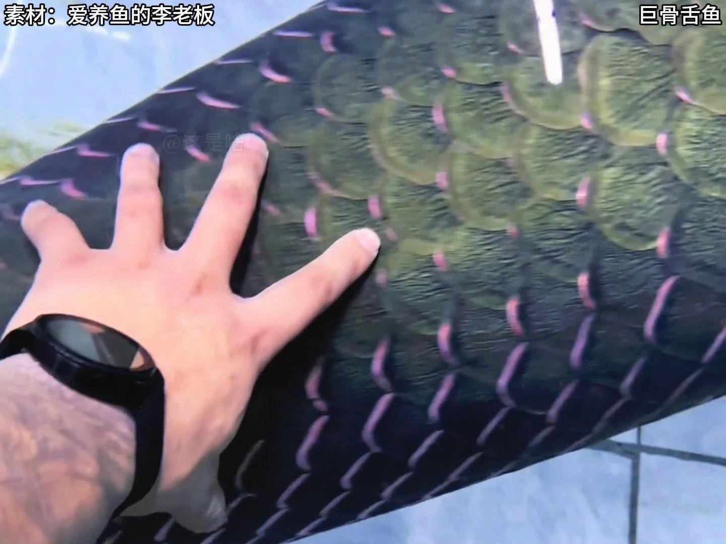 愛養魚的李老板的視頻【《愛養魚的李老板：視頻中的養魚趣事與專業分享》】