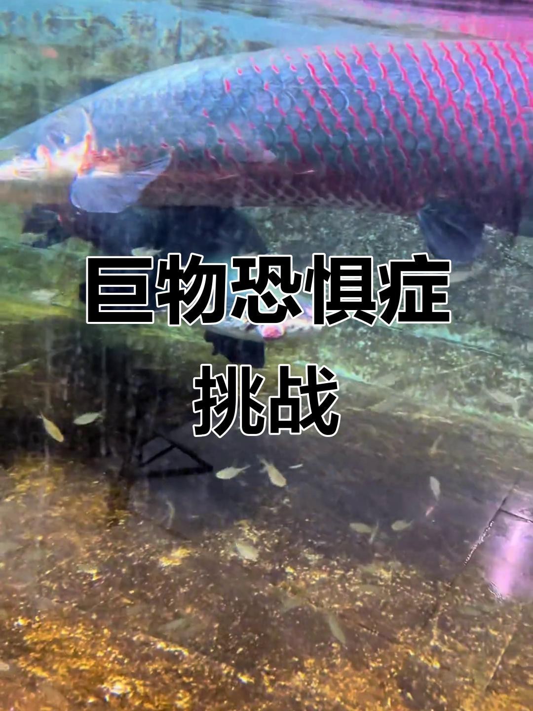 愛養魚的李老板的視頻【《愛養魚的李老板：視頻中的養魚趣事與專業分享》】