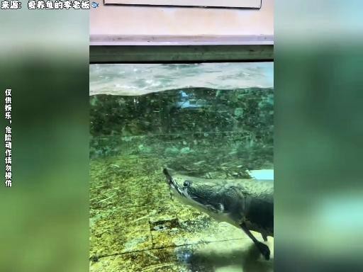 愛養魚的李老板的視頻【《愛養魚的李老板：視頻中的養魚趣事與專業分享》】