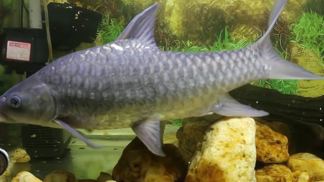 馬來西亞十大淡水魚之首【馬來西亞十大最貴淡水魚之首忘不了魚’jane】