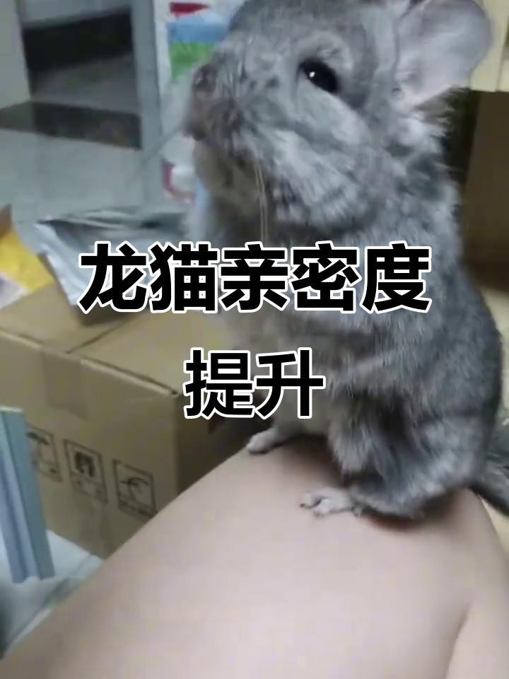 有哪些方法可以加速龍貓認主？【如何讓龍貓從緊張到粘人三步搞定龍貓親近秘訣】