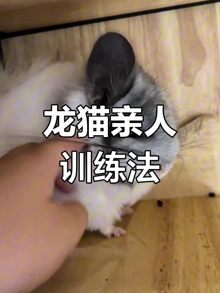 有哪些方法可以加速龍貓認主？【如何讓龍貓從緊張到粘人三步搞定龍貓親近秘訣】