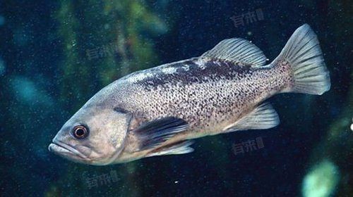 龍躉石斑魚的營養價值【《龍躉石斑魚的營養價值》】