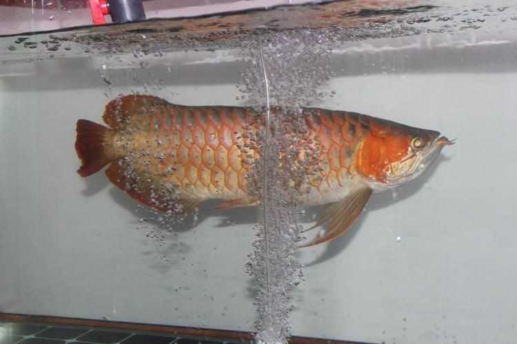 龍須魚圖片【福建男子釣到一條龍須怪魚，村里老人稱小時候也有人釣過何克儉】