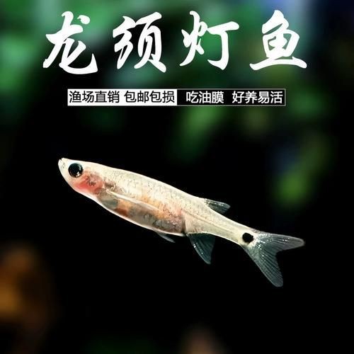 龍須魚圖片【福建男子釣到一條龍須怪魚，村里老人稱小時候也有人釣過何克儉】
