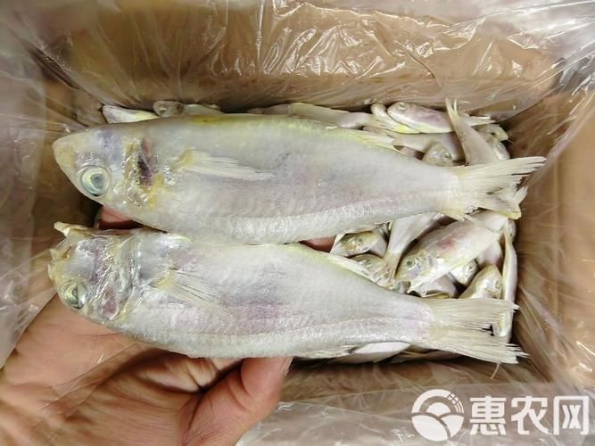 龍須魚圖片【福建男子釣到一條龍須怪魚，村里老人稱小時候也有人釣過何克儉】