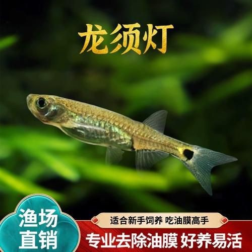 龍須魚圖片【福建男子釣到一條龍須怪魚，村里老人稱小時候也有人釣過何克儉】