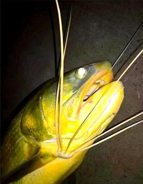 龍須魚圖片【福建男子釣到一條龍須怪魚，村里老人稱小時候也有人釣過何克儉】