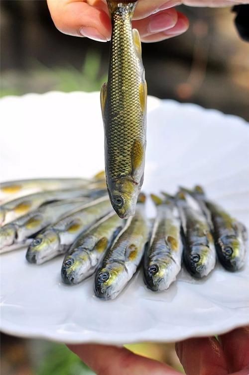 龍須魚圖片【福建男子釣到一條龍須怪魚，村里老人稱小時候也有人釣過何克儉】