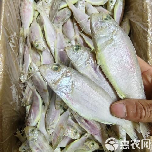 龍須魚圖片【福建男子釣到一條龍須怪魚，村里老人稱小時候也有人釣過何克儉】
