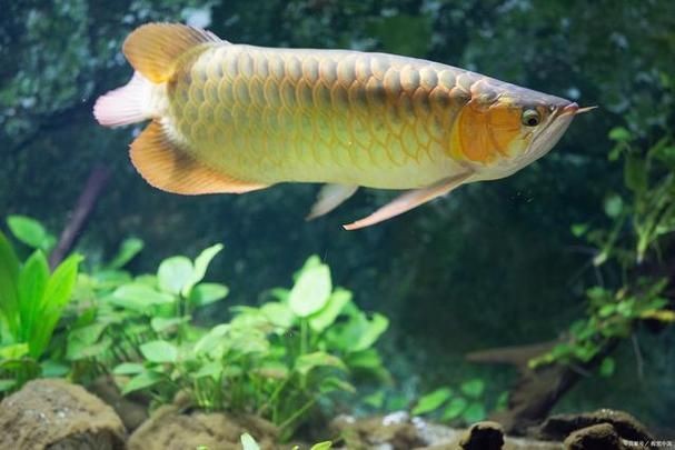 龍須魚圖片【福建男子釣到一條龍須怪魚，村里老人稱小時候也有人釣過何克儉】