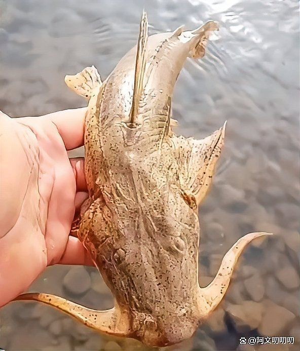 龍須魚圖片【福建男子釣到一條龍須怪魚，村里老人稱小時候也有人釣過何克儉】