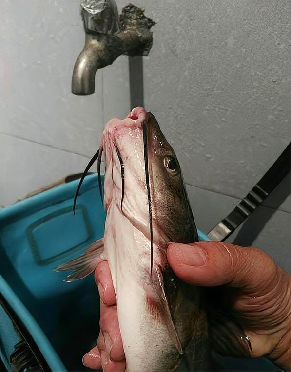 龍須魚圖片【福建男子釣到一條龍須怪魚，村里老人稱小時候也有人釣過何克儉】