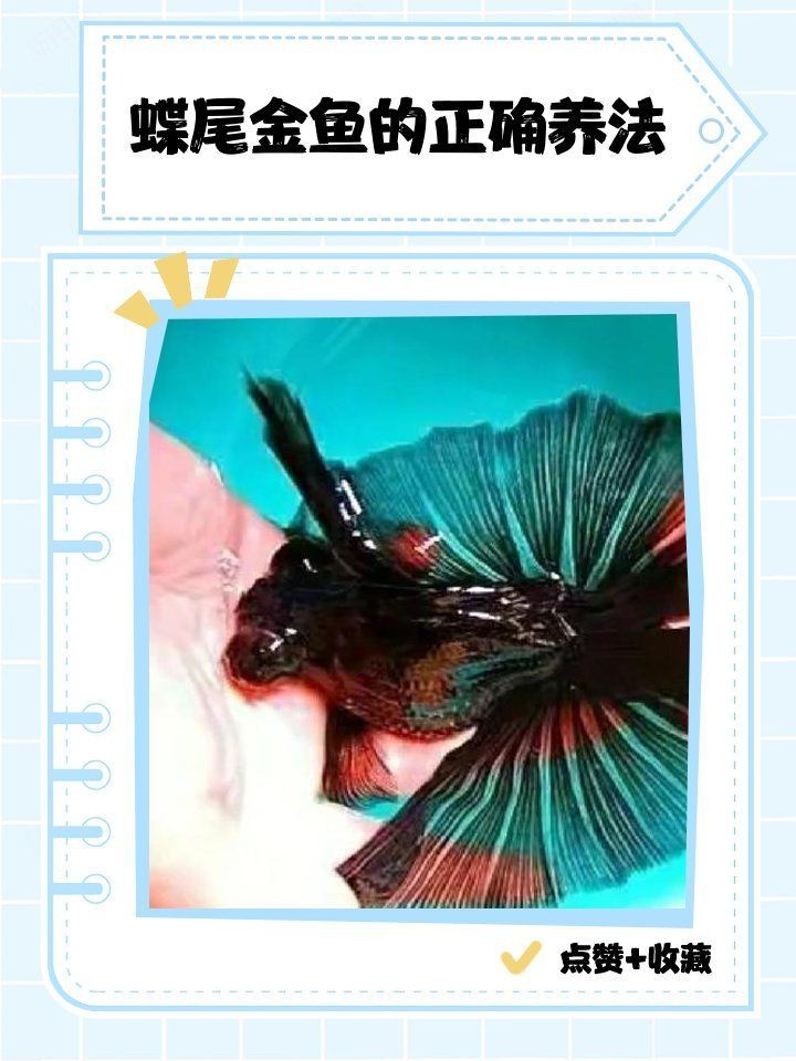 如何降低蝶尾金魚的淘汰率？【養殖蝶尾金魚的注意事項】