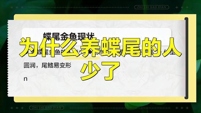 如何降低蝶尾金魚的淘汰率？【養殖蝶尾金魚的注意事項】