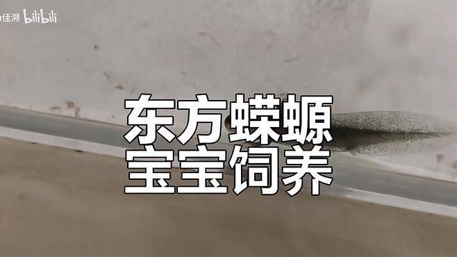 蠑螈繁殖需要注意什么？【東方蠑螈繁殖需要注意以下關鍵要點】