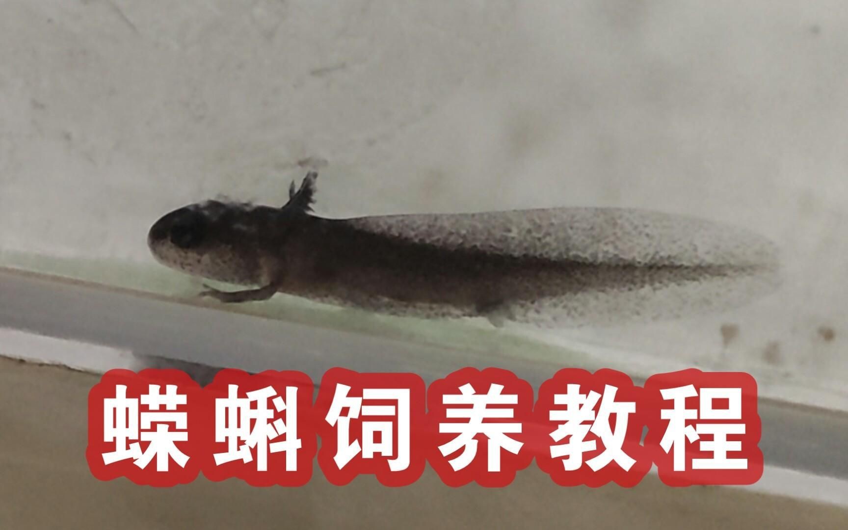 蠑螈繁殖需要注意什么？【東方蠑螈繁殖需要注意以下關鍵要點】