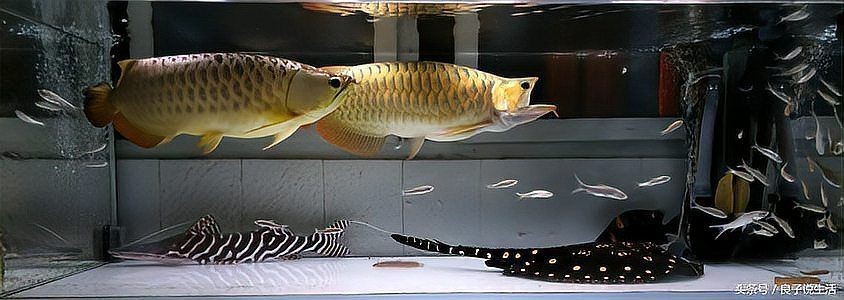 龍魚20到30厘米需要長多久 龍魚20到30厘米需要長多久 龍魚百科 第2張