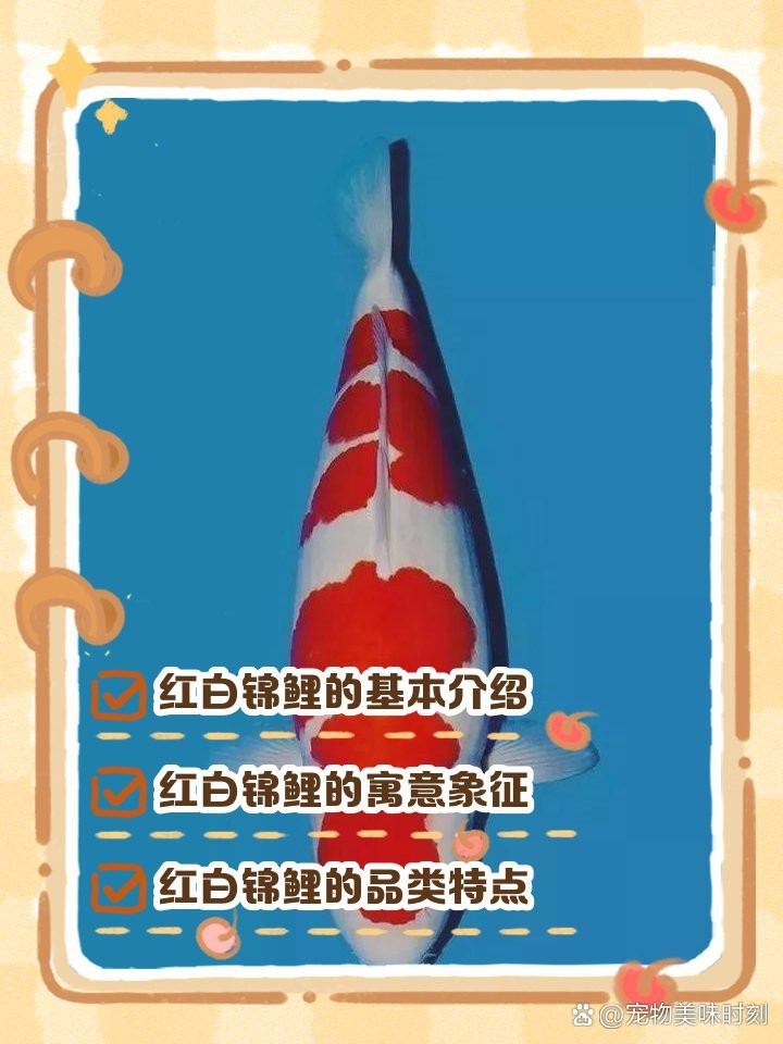 紅白錦鯉的寓意和象征【揭秘紅白錦鯉的五大吉祥象征意義與風水信仰探究大魔王一博】